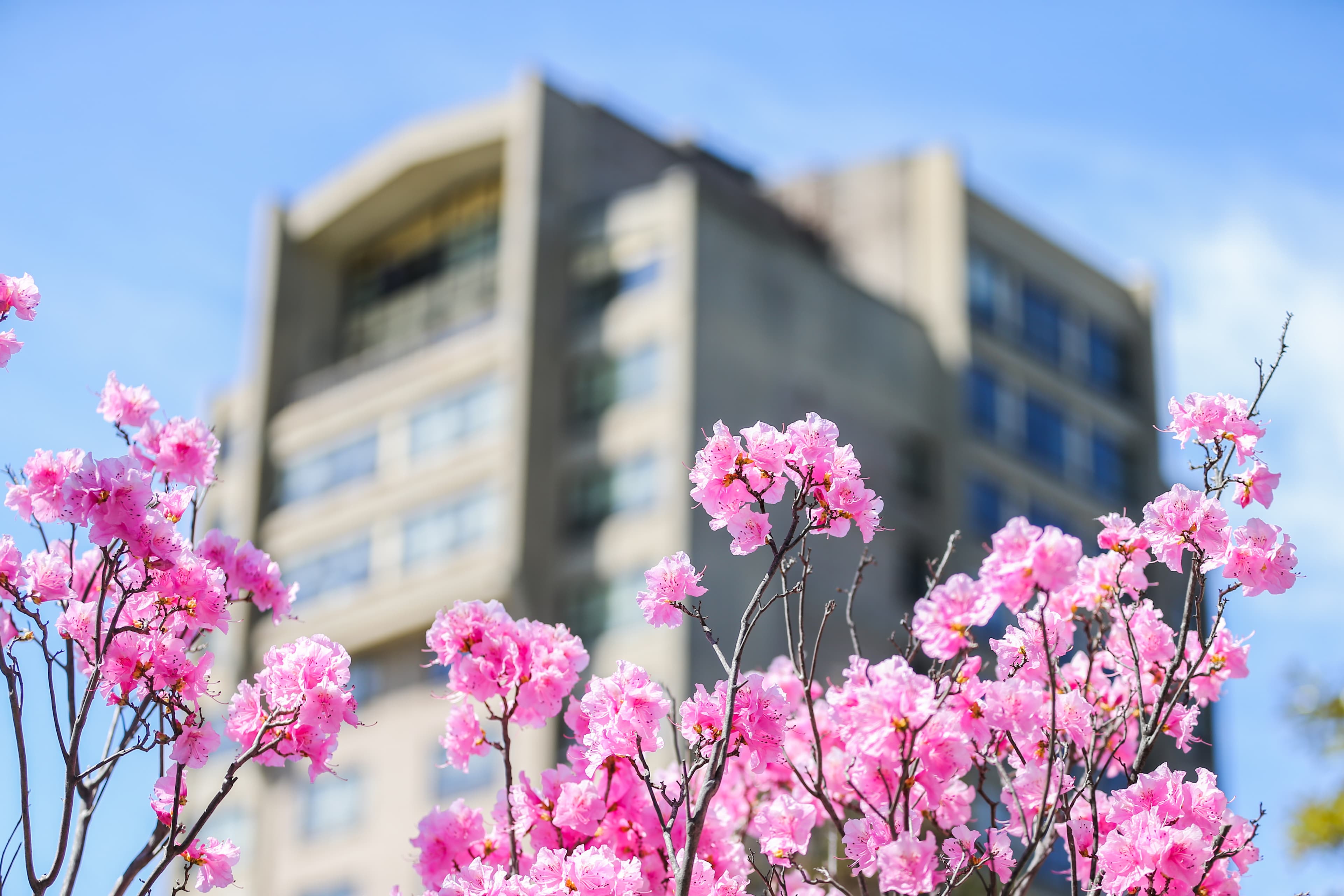 Hofstra campus 